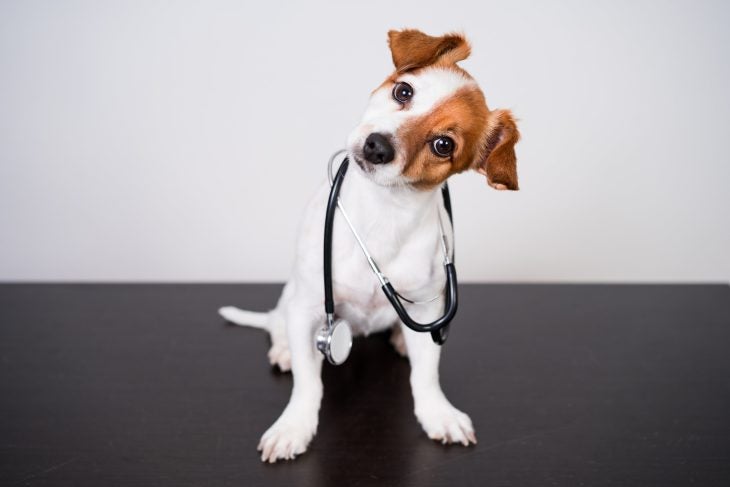 brown and white dog with head tilted to one side holding a stethoscope in his mouth