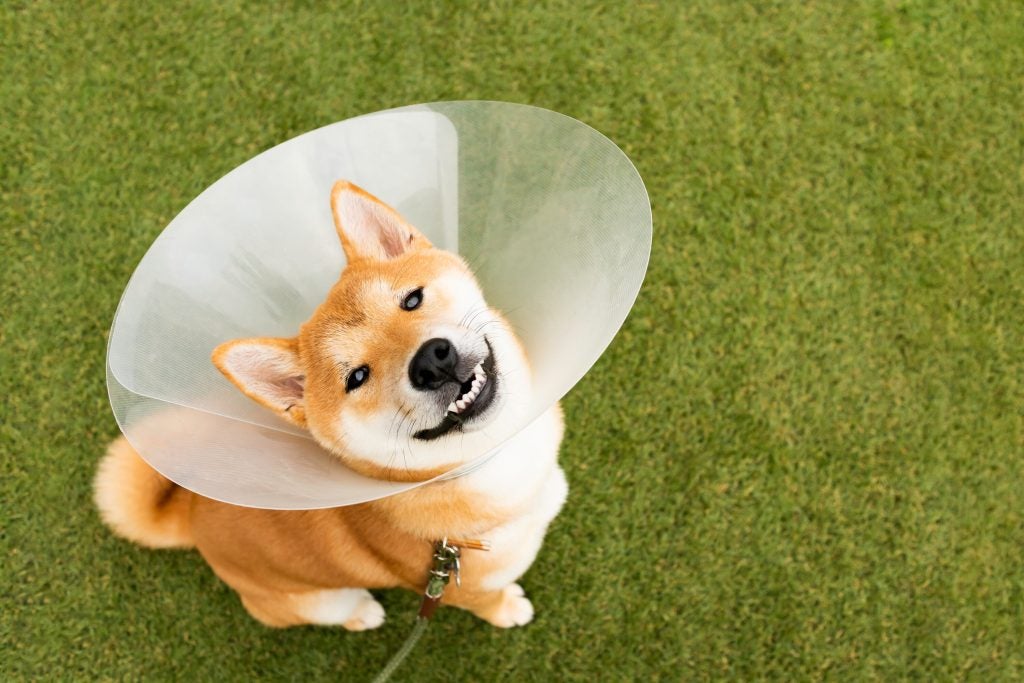 Shiba Inu wearing a medical collar
