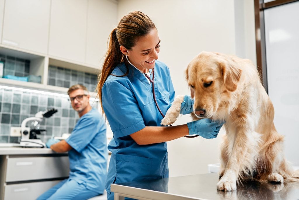 Vet examining yellow dog 