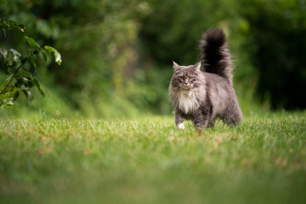 gray cat walking through the grass