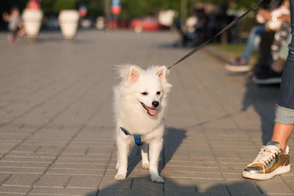 Pomeranian on a leash walking on a sidewalk