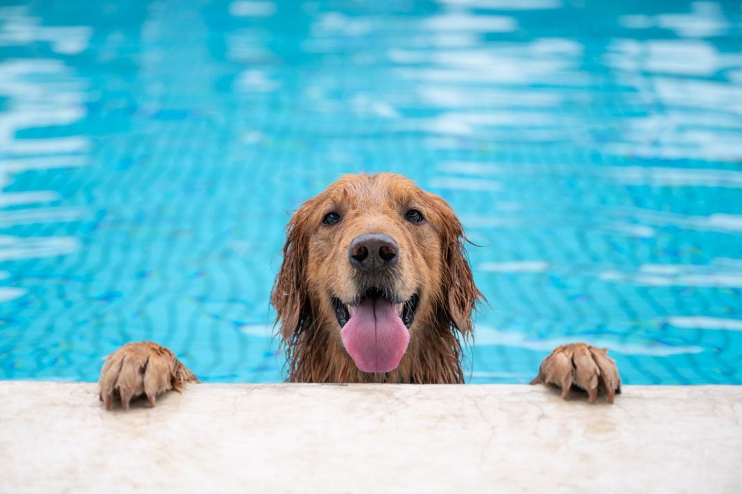 Golden retriever dog with paws on deck looking out of a pool