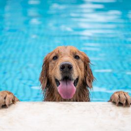 Golden retriever dog with paws on deck looking out of a pool