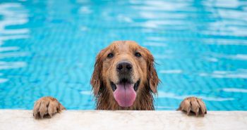 Golden retriever dog with paws on deck looking out of a pool