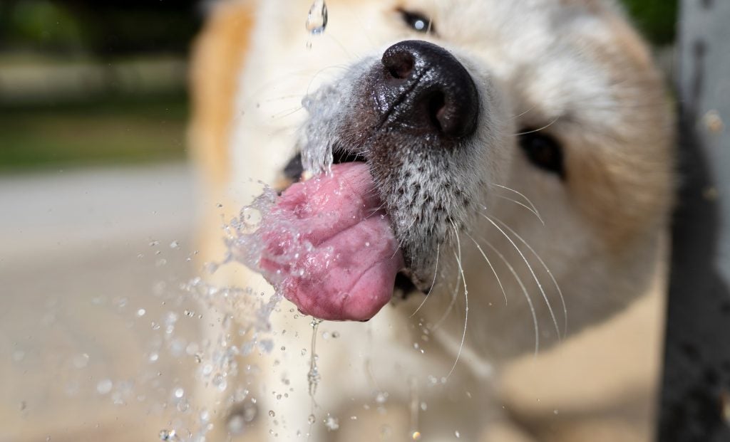 Dog drinking water