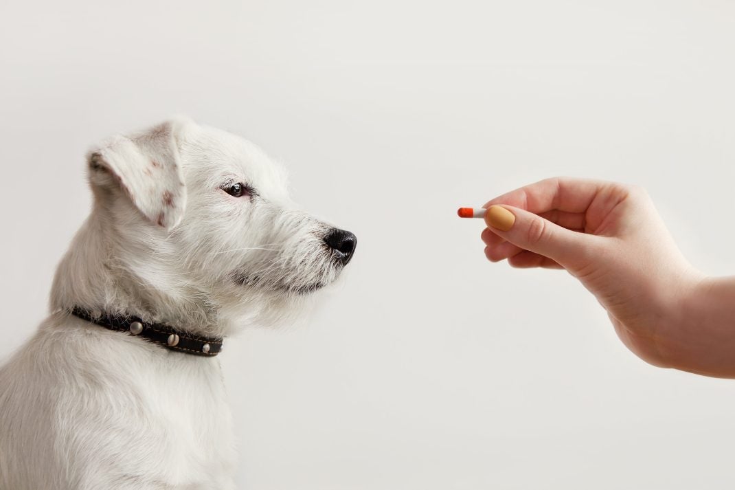 White dog being given a pill.