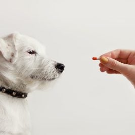 White dog being given a pill.