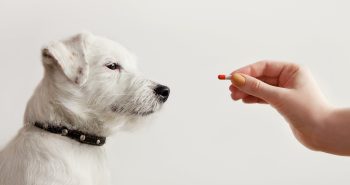 White dog being given a pill.