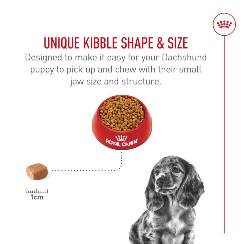 Royal Canin Breed Health Nutrition Dachshund Puppy Dry Dog Food, 2.5 lb bag