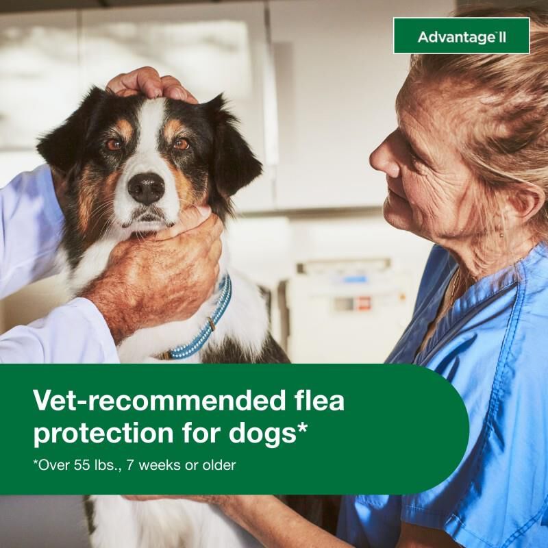 Advantage II Flea Prevention for Extra Large Dogs, 4 monthly treatments
