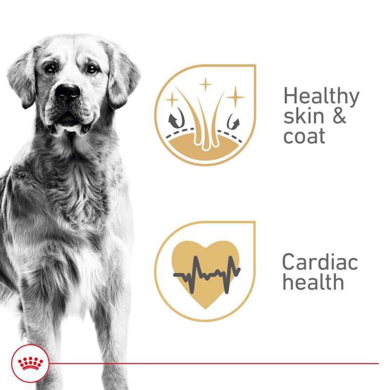 Royal Canin Breed Health Nutrition Golden Retriever Adult Loaf in Sauce Canned Dog Food, 24 x 13.5 oz cans
