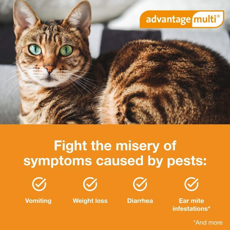 Advantage Multi for Cats 2-5 Lbs Turquoise, 6 Month Supply
