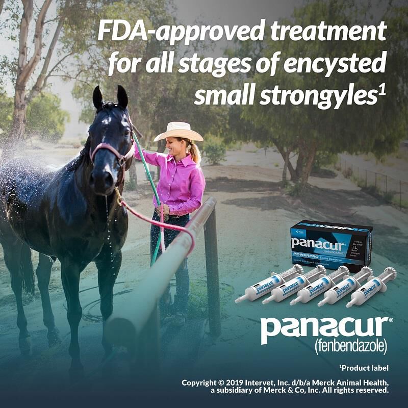 Panacur Power Pack For Horses Horse Wormer Allivet