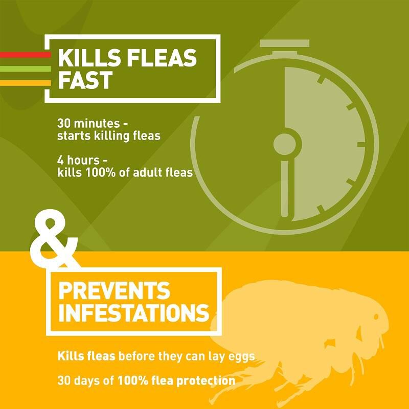 Trifexis kills fleas hotsell