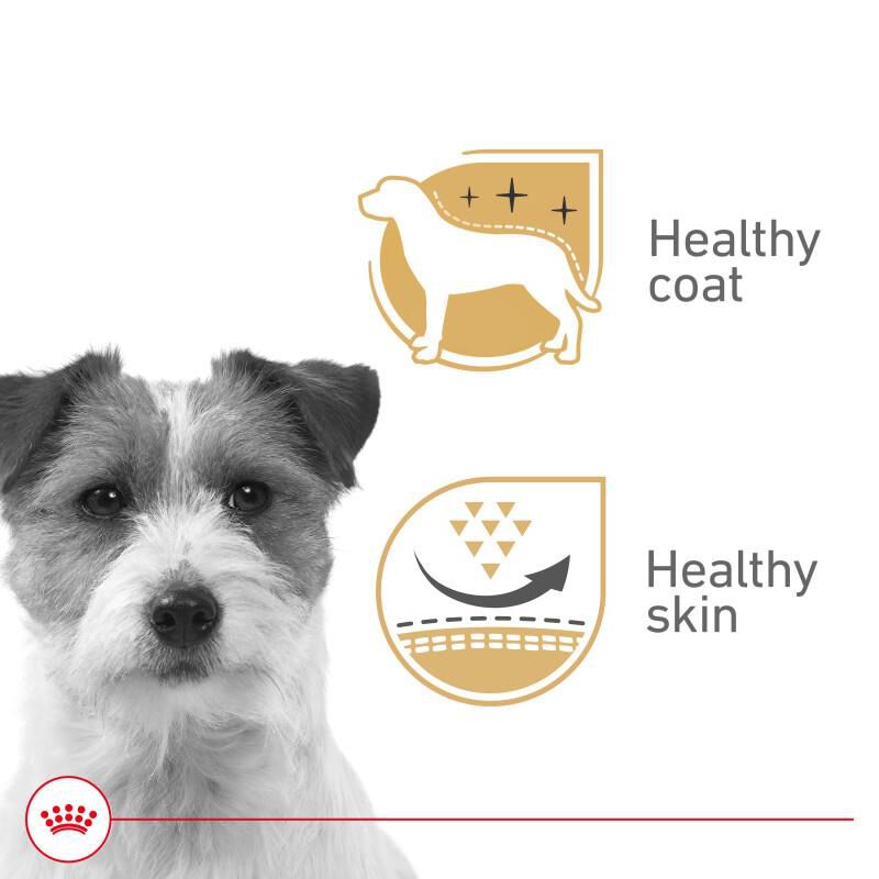 Royal Canin Canine Health Nutrition Adult Beauty Loaf in Sauce Canned Dog Food, 24 x 5.2 oz cans
