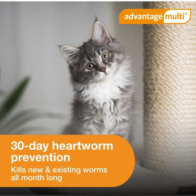Advantage Multi for Cats 2-5 Lbs Turquoise, 6 Month Supply