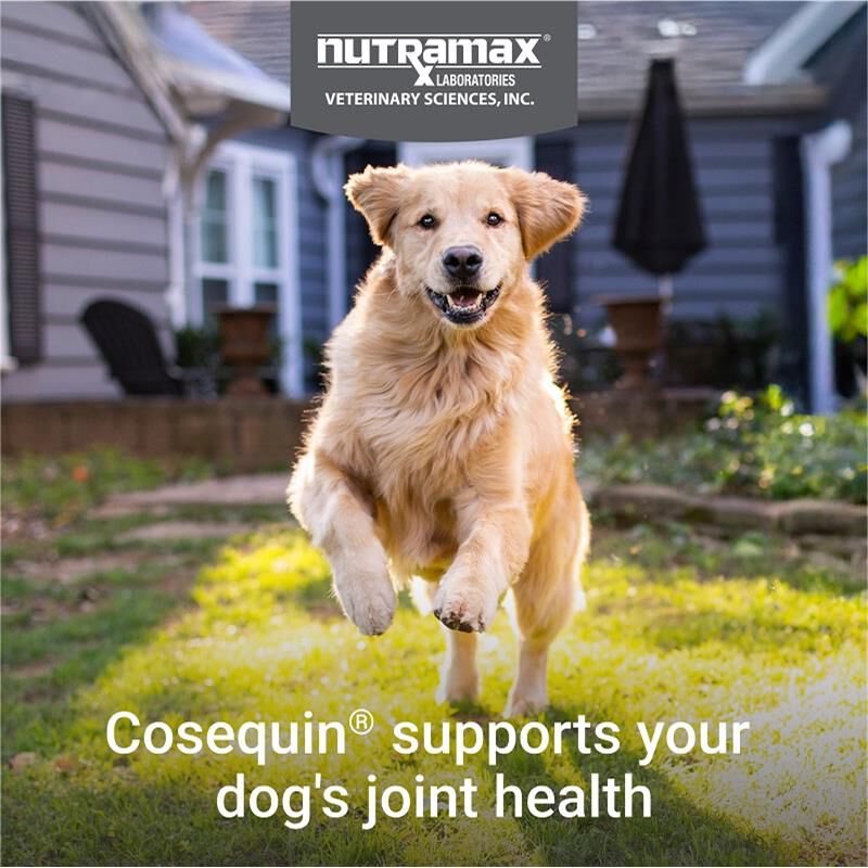 Cosequin Max Strength Joint Supplement for Dogs w/MSM plus Omega-3's, 120 Soft Chews