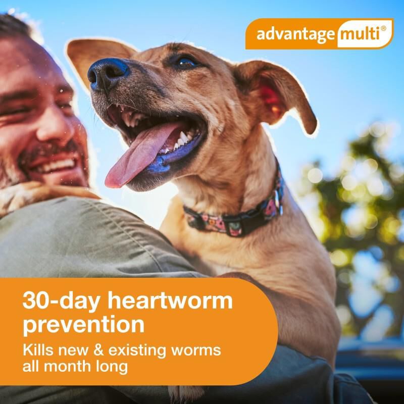 Advantage Multi for Dogs 20.1-55 lbs Red, 3 Month Supply