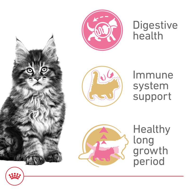 Royal Canin Feline Breed Nutrition Maine Coon Kitten Dry Cat Food, 3 lb bag