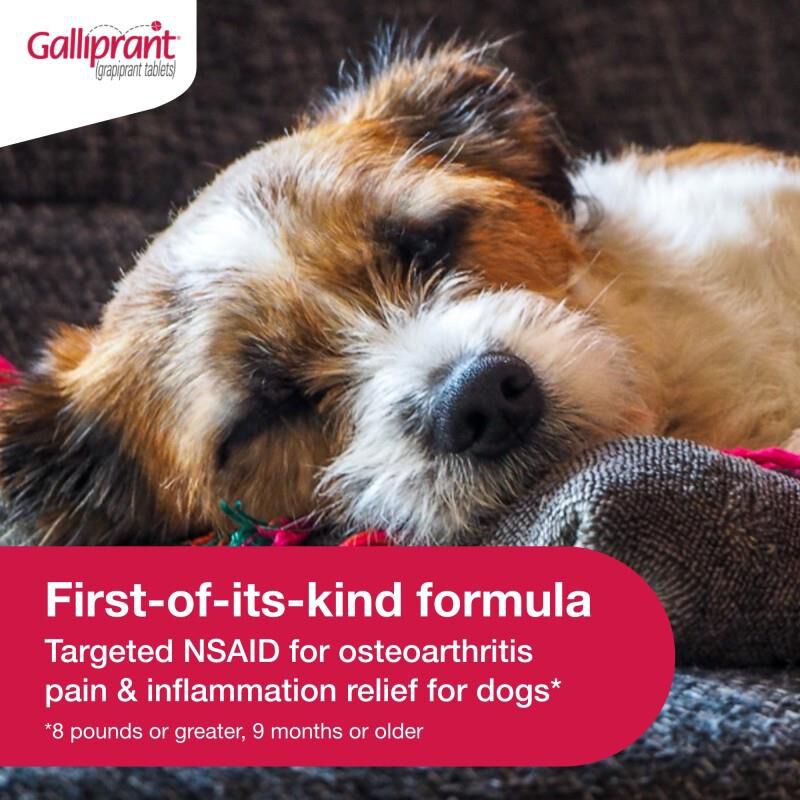 Galliprant Tablets for Dogs 20 mg, 90 Ct.