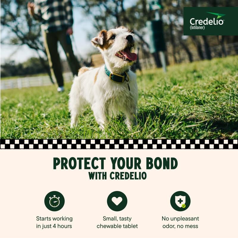 Credelio Flea & Tick Chewable Tablets for Dogs & Puppies, 6.1-12 lbs (112.50 mg) Pink, 1 Month Supply