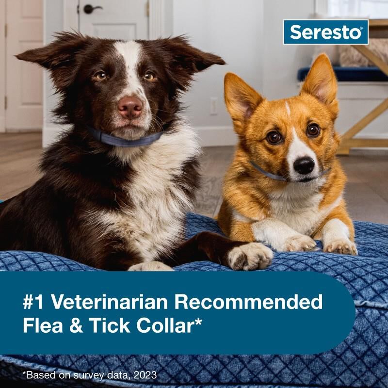 Seresto for Small Dogs (2 Pack)
