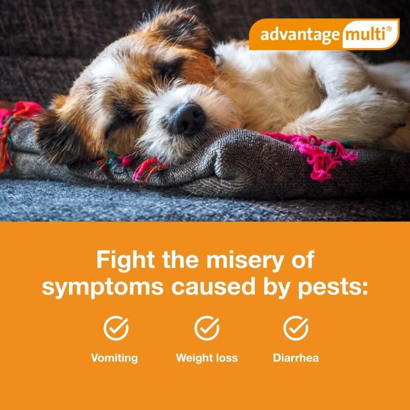 Advantage Multi for Dogs 3-9 lbs Green, 3 Month Supply