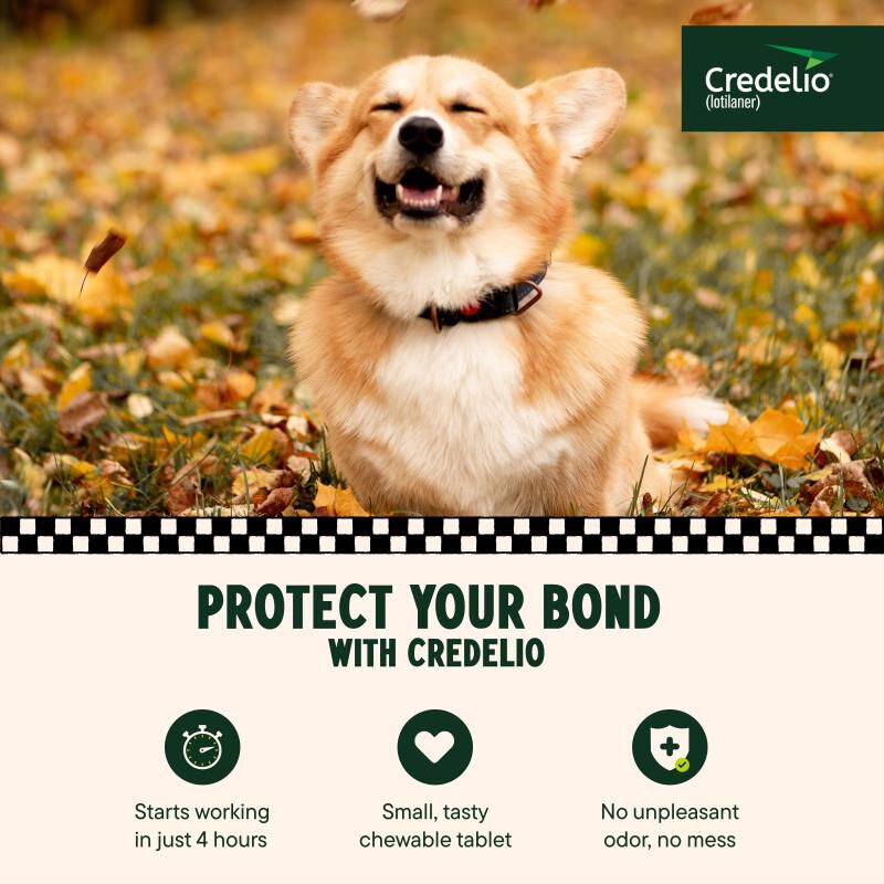 Credelio Flea & Tick Chewable Tablets for Dogs & Puppies 12.1-25 lbs (225 mg) Orange 1 Month Supply