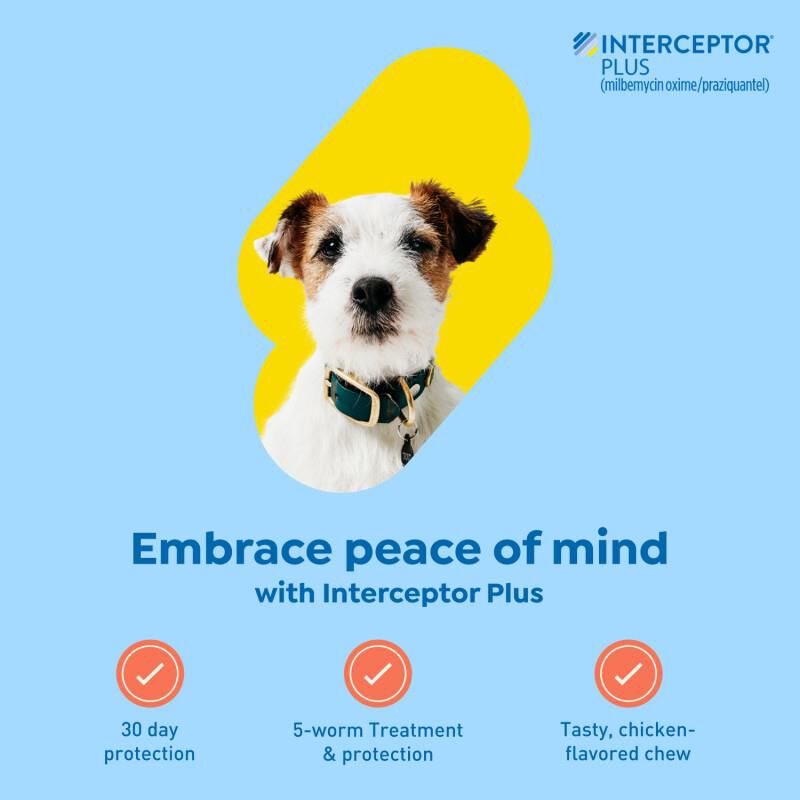 Interceptor Plus Chewable Tablets for Dogs 8.1-25 lbs Green, 1 Month Supply