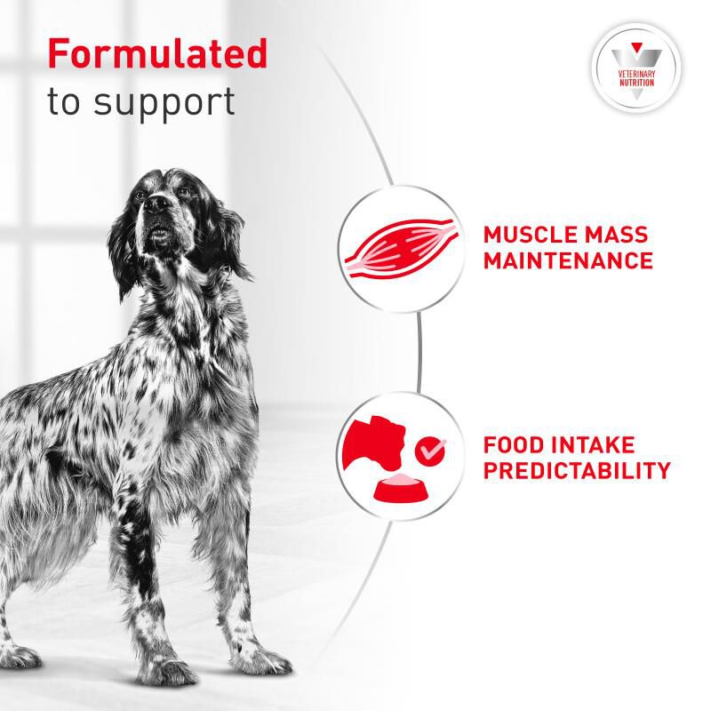 Royal Canin Veterinary Diet Adult Glycobalance Loaf in Sauce Canned Dog Food, 13.4 oz cans