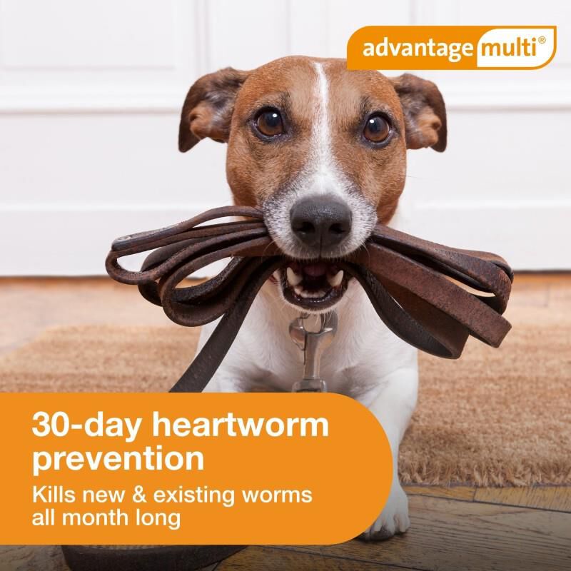 Advantage Multi for Dogs 9.1-20 lbs Teal, 3 Month Supply