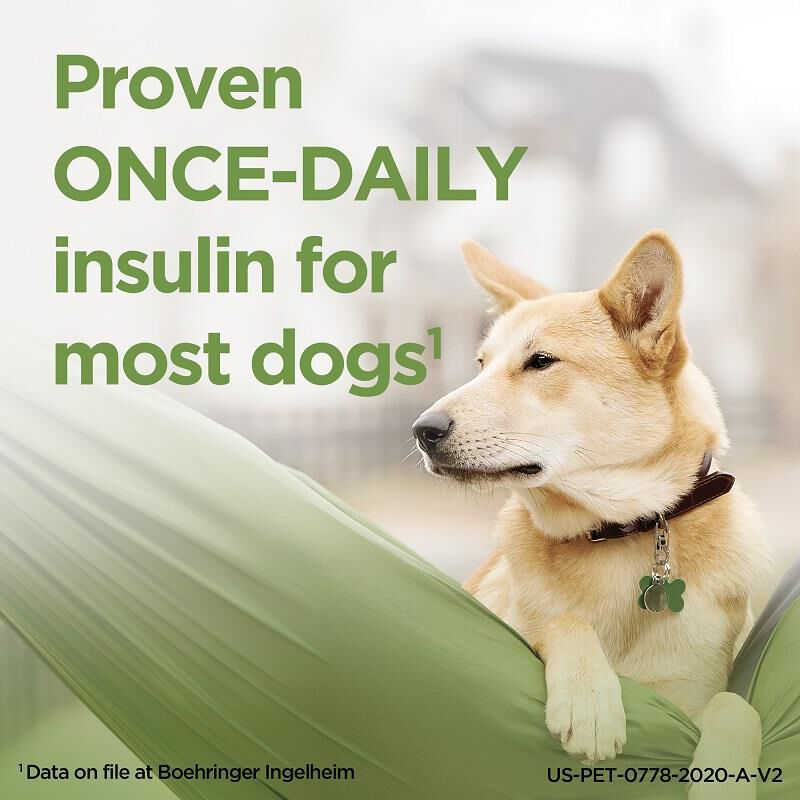ProZinc Cat Insulin 10 mL Vial | Allivet