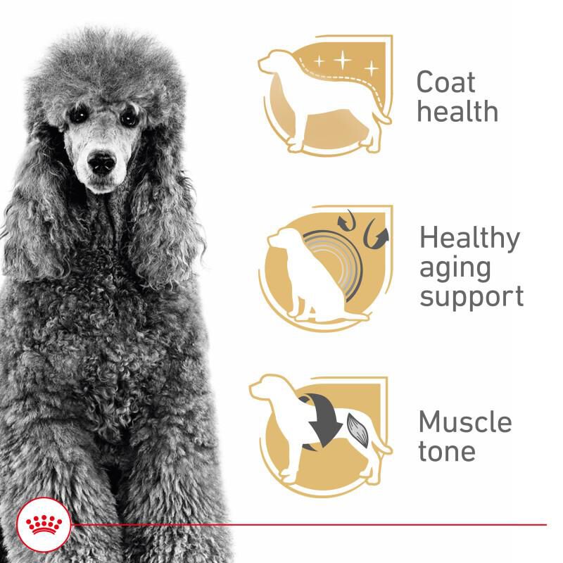 Royal Canin Breed Health Nutrition Poodle Adult Dry Dog Food, 10 lb bag