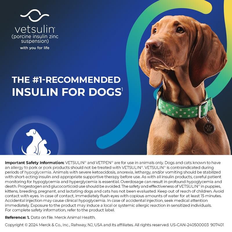 Buy Vetsulin Insulin For Dogs and Cats Online Allivet