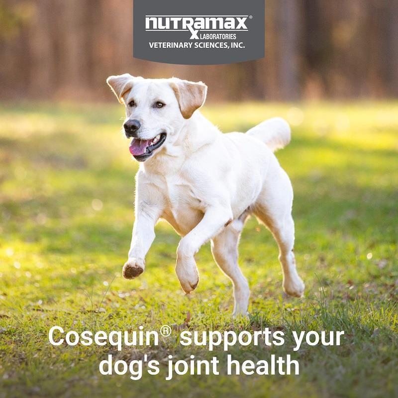 Cosequin Chews Plus MSM 250 Ct.