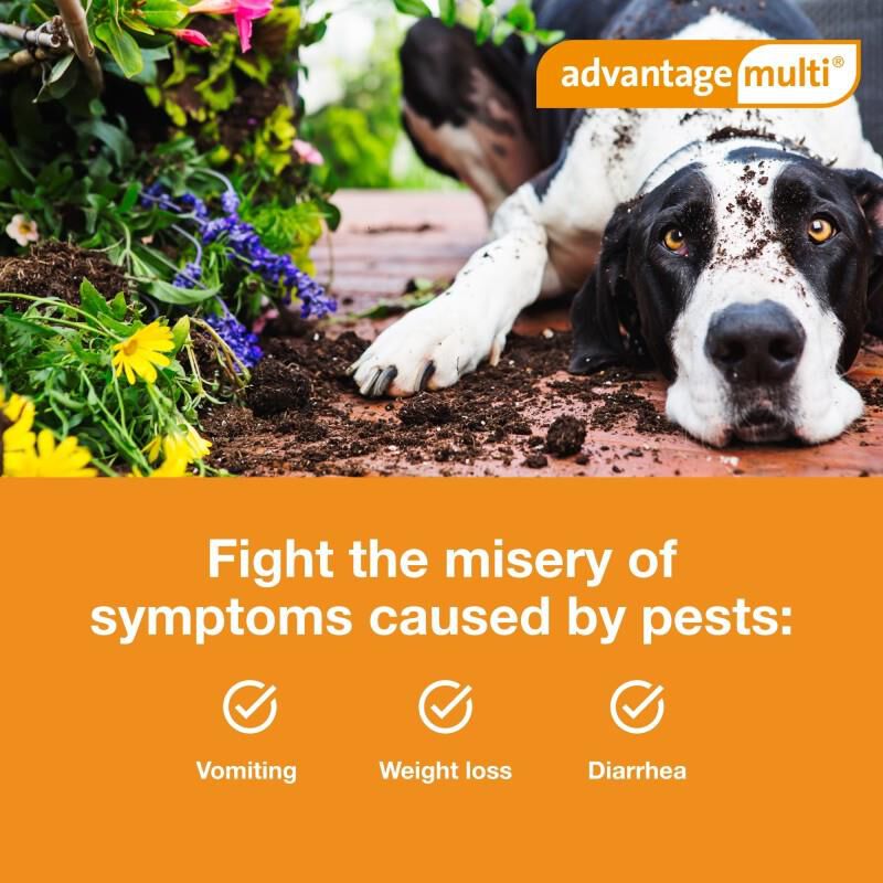 Advantage Multi Topical for Dogs 55.1-88 lbs Blue, 12 Month Supply