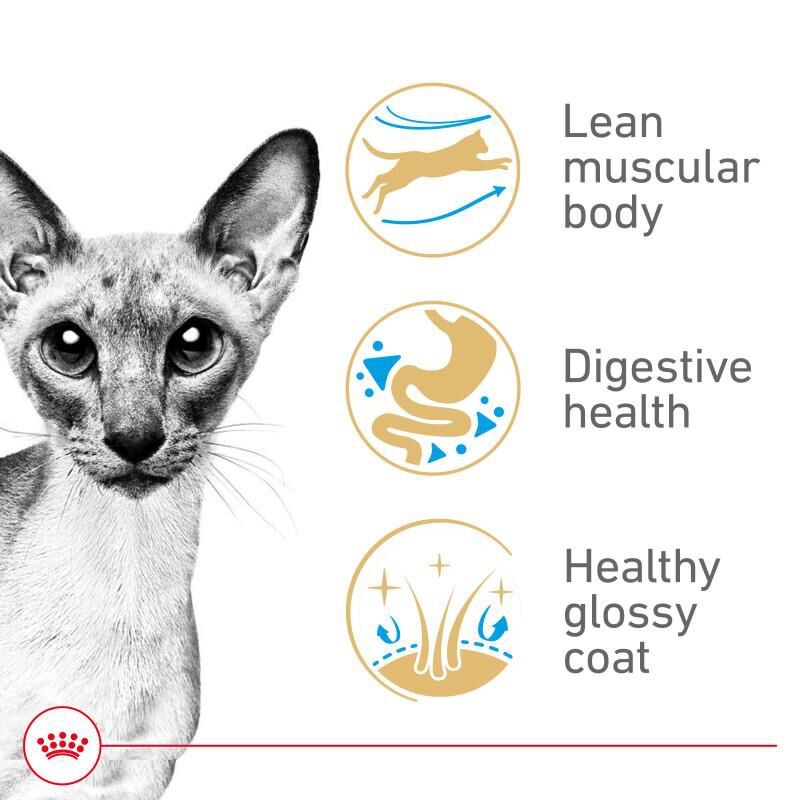 Royal Canin Feline Breed Nutrition Siamese Adult Dry Cat Food, 6 lb bag