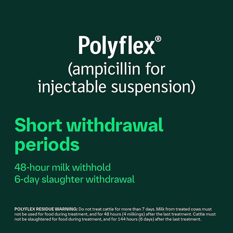 Polyflex (ampicillin for injectable suspension 25 g) for Cattle