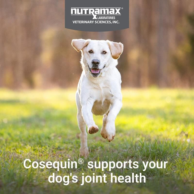 Cosequin Max Strength Joint Supplement for Dogs w/MSM plus Omega-3's, 60 Soft Chews