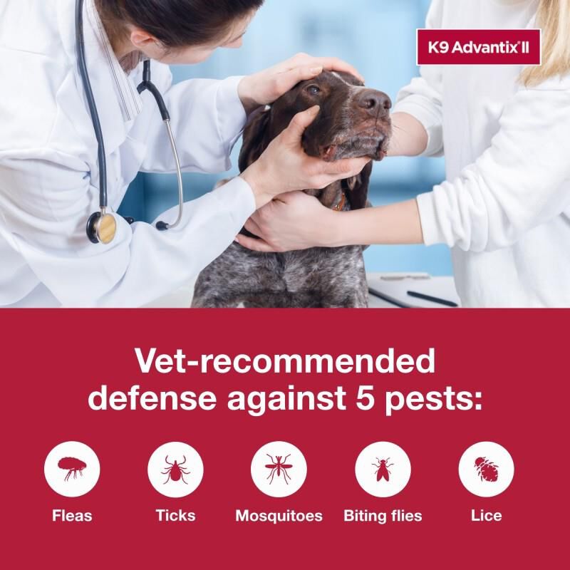 K9 Advantix II for Dogs Over 55 Blue, 1 Month Supply