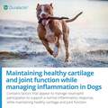Duralactin Canine Joint Plus Soft Chews