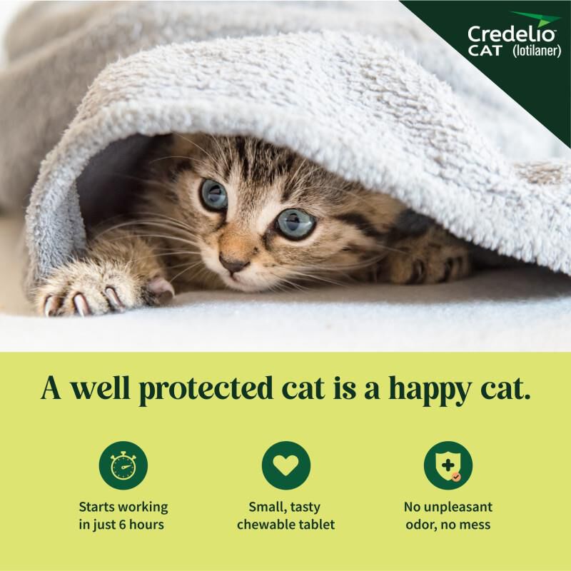 Credelio CAT Flea & Tick Chewable Tablets for Kittens 2.0-4.0 lbs (12 mg) Purple, 1 Month Supply