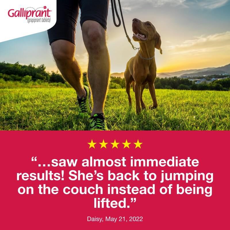 Galliprant Tablets for Dogs 100 mg, 90 Ct.