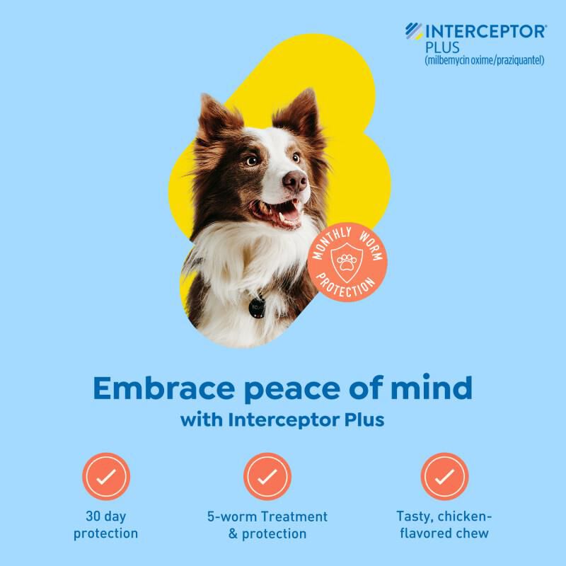 Interceptor Plus Chewable Tablets for Dogs 25.1-50 lbs Yellow, 12 Month Supply