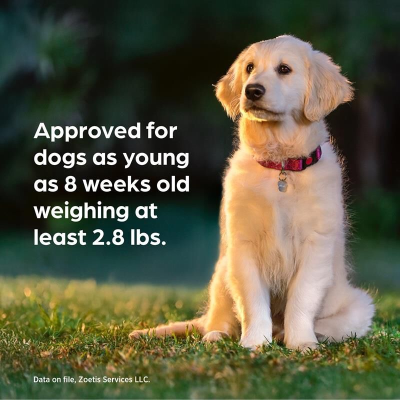 Simparica Trio Chewable Tablets for Dogs 11.1-22 lbs Caramel, 1 Month Supply