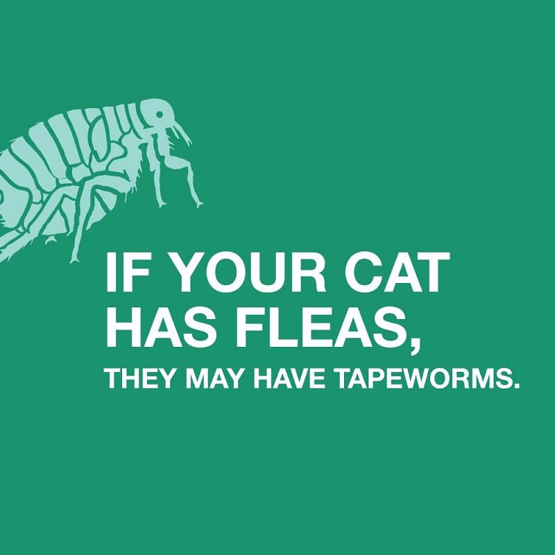 Order Tapeworm Medicine for Cats Treatment for Tapeworms in Cats