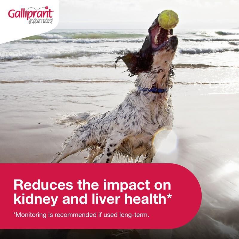 Galliprant Tablets for Dogs 20 mg, 90 Ct.