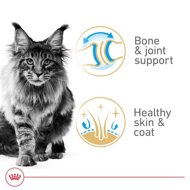 Royal Canin Feline Breed Nutrition Maine Coon Adult Thin Slices in Gravy Canned Cat Food, 24 x 3 oz cans