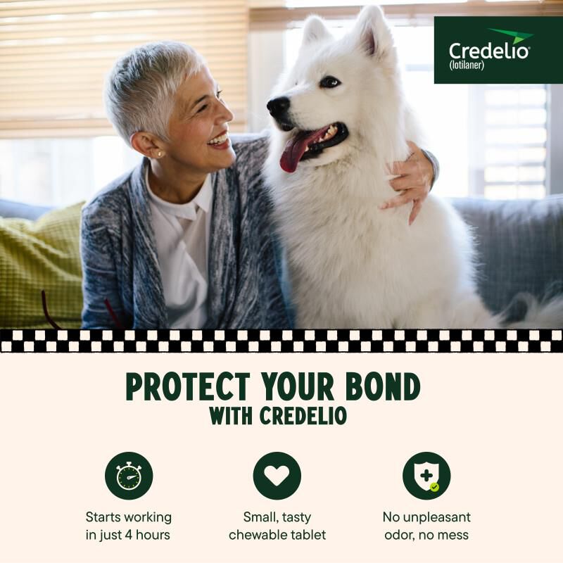 Credelio Flea & Tick Chewable Tablets for Dogs & Puppies 50.1-100 lbs (900 mg) Blue 1 Month Supply
