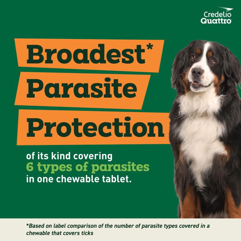 Credelio Quattro Flavored Chewable Tablet for Dogs & Puppies 50.1 - 100 lbs Blue 6 Month Supply